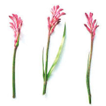 Creme Fraiche Barrier Renewal Cream